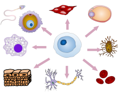 diagram of a stem cell and the other cells it can become
