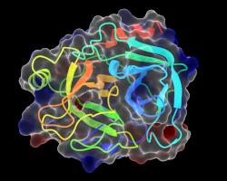 a computer rendering of a trypsin molecule