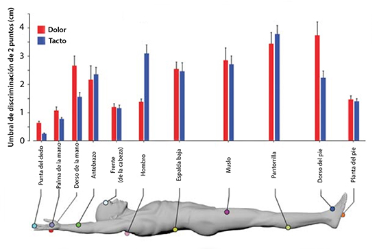 Ilustración que muestra los umbrales de los receptores del tacto y el dolor en todo el cuerpo humano.