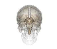 3d Brain Pituitary Gland