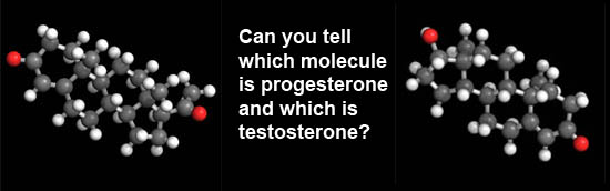 Progesterone and testosterone molecules