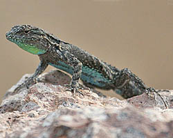 Lizard - Green Morph