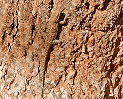 Tree Lizard on a tree