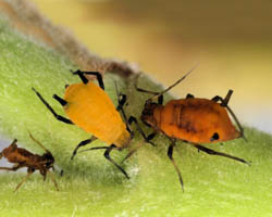 Aphids in color