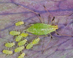 More aphids with nymphs on Helleborus niger