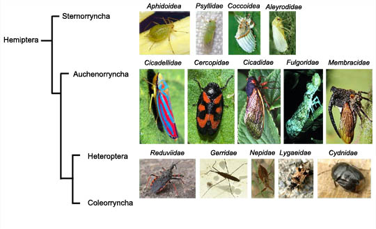 Taxonmy of the order Hemiptera