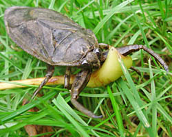 Water bug - Lethocerus americanus