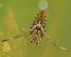 Waterbug - Notonecta glauca