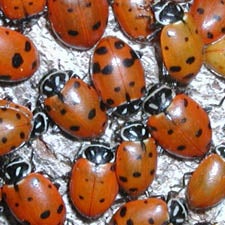 Lady Beetles