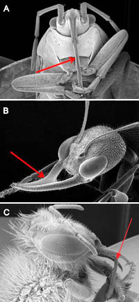 Examples of insect proboscuis - True bug (A), Ant (B) and Honeybee (C). 