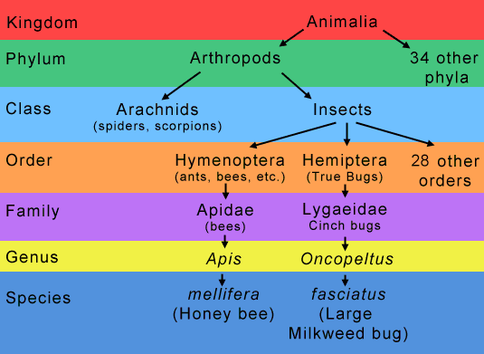 Taxonomy chart - Milkweed bug