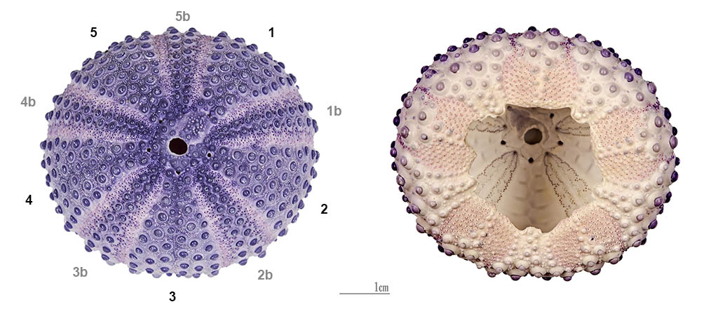 Sea Urchin Anatomy | Ask A Biologist