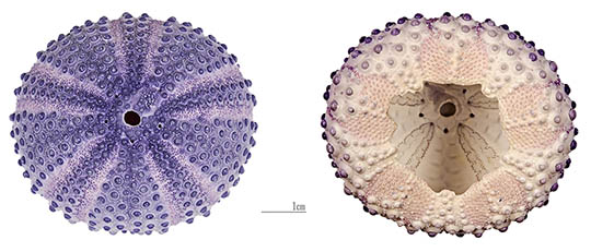 Sea urchin fivefold symmetry