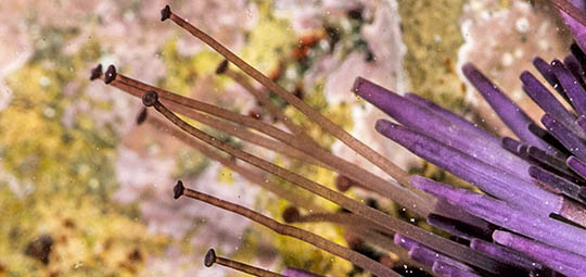 Sea urchin tube feet