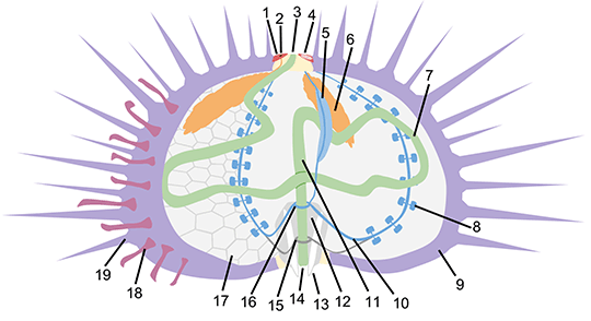 sea urchin external anatomy