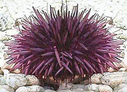 Purple sea urchin in salt water tank
