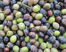 Collected olives, green, purple, and a deep blue, among twigs and leaves.