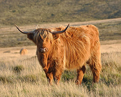 A shaggy highland cow from England