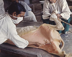 Two men taking fluid out of pustules on a cow with cowpox. This fluid was then used to make smallpox vaccines.