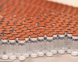 Hundreds of vaccine vials sitting next to one another as part of dengue vaccine production.