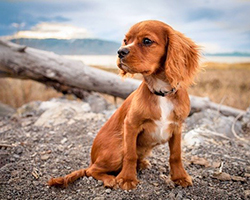 A cute puppy sitting in a natural landscape, looking to the side.