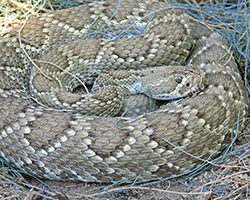 Mojave rattlesnake image taken by Karla Moeller