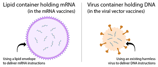 mRNA vaccine versus viral vector vaccine