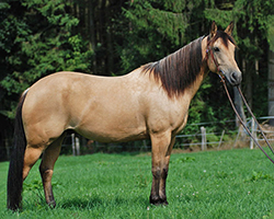 A tan quarter horse standing in a field