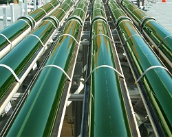 Algae biofuel tubes