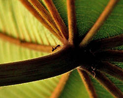 Lone Azteca ant searching