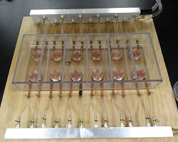 Thermal choice set up for Drosophila egg laying