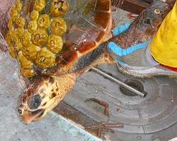 Sea turtle caught in a net