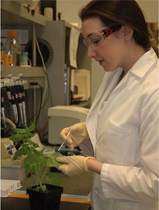 Kathy Larrimore injects bacteria into a tobacco relative.