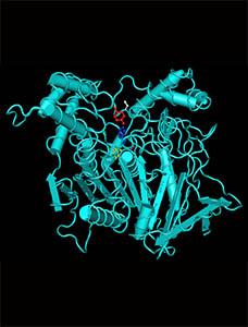 protein representation created by KL using Cn3D based on PDB 3o9m