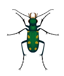 Beetle illustration by Sabine Deviche
