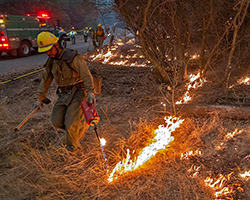 A firefighter starting part of a controlled burn along a road