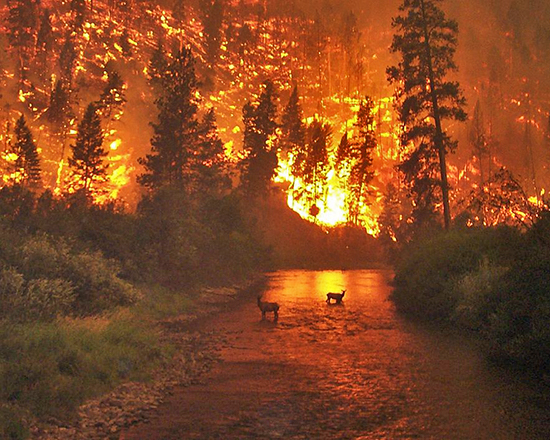 Two elk standing in a river with a wildfire raging behind them