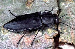 A fire chasing beetle, black, on a light stone and lichen covered background
