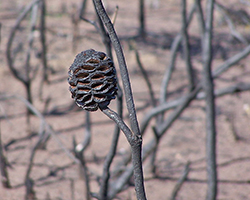 A burned swamp Banksia cone opened by the fire