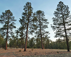 A healthy ponderosa pine forest