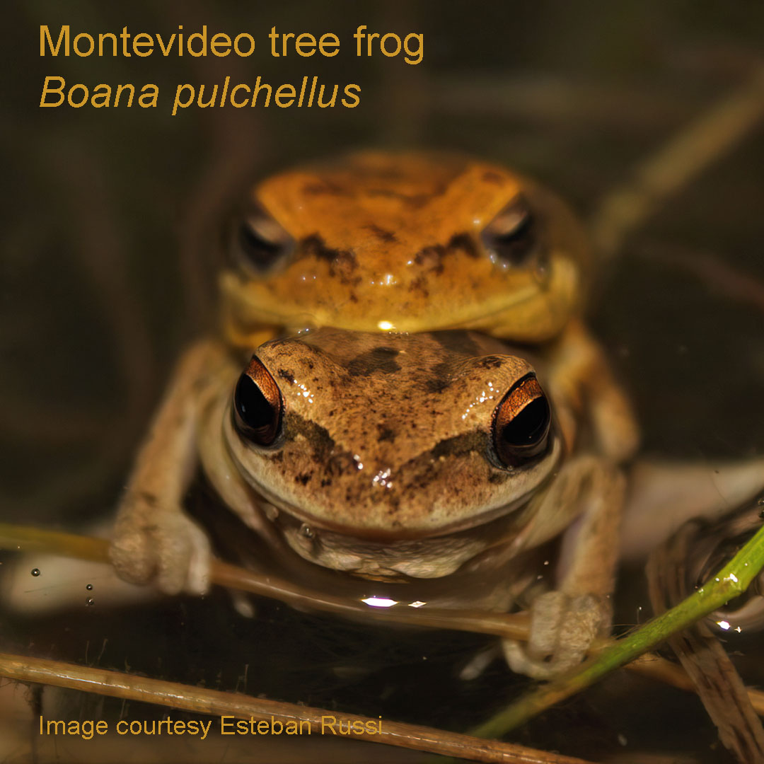 A pair of Montevideo tree frogs in the water at night.