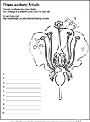 Flower Anatomy Worksheet | ASU - Ask A Biologist