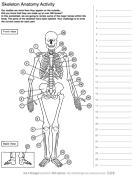 Human Skeleton Anatomy Activity Asu Biologist Coloring Page Crayola Pages
