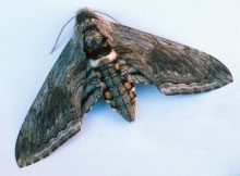 Manduca moth