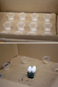 box with cups
