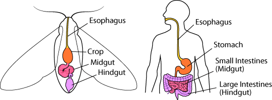 Insect human digestive system comparison