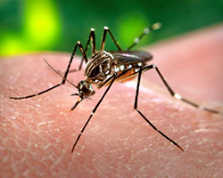 An Aedes aegypti mosquito biting someone on their finger