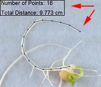 Seed &amp; Plant Measuring Tool