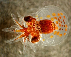 Octopus larva