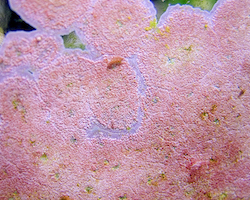 Pink coralline algae